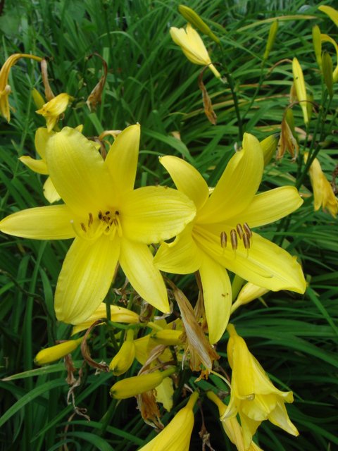 Hemerocallis flava fleur